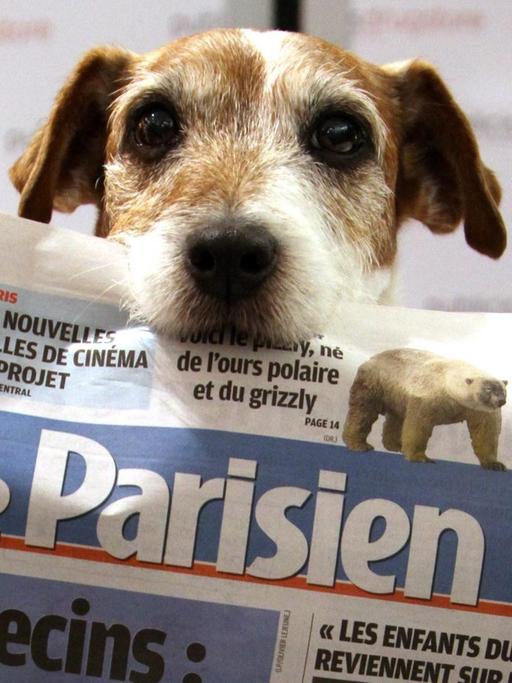 Ein Jack-Russell-Terrier hält eine Ausgabe der französischen Tageszeitung "Le Parisien" im Maul
