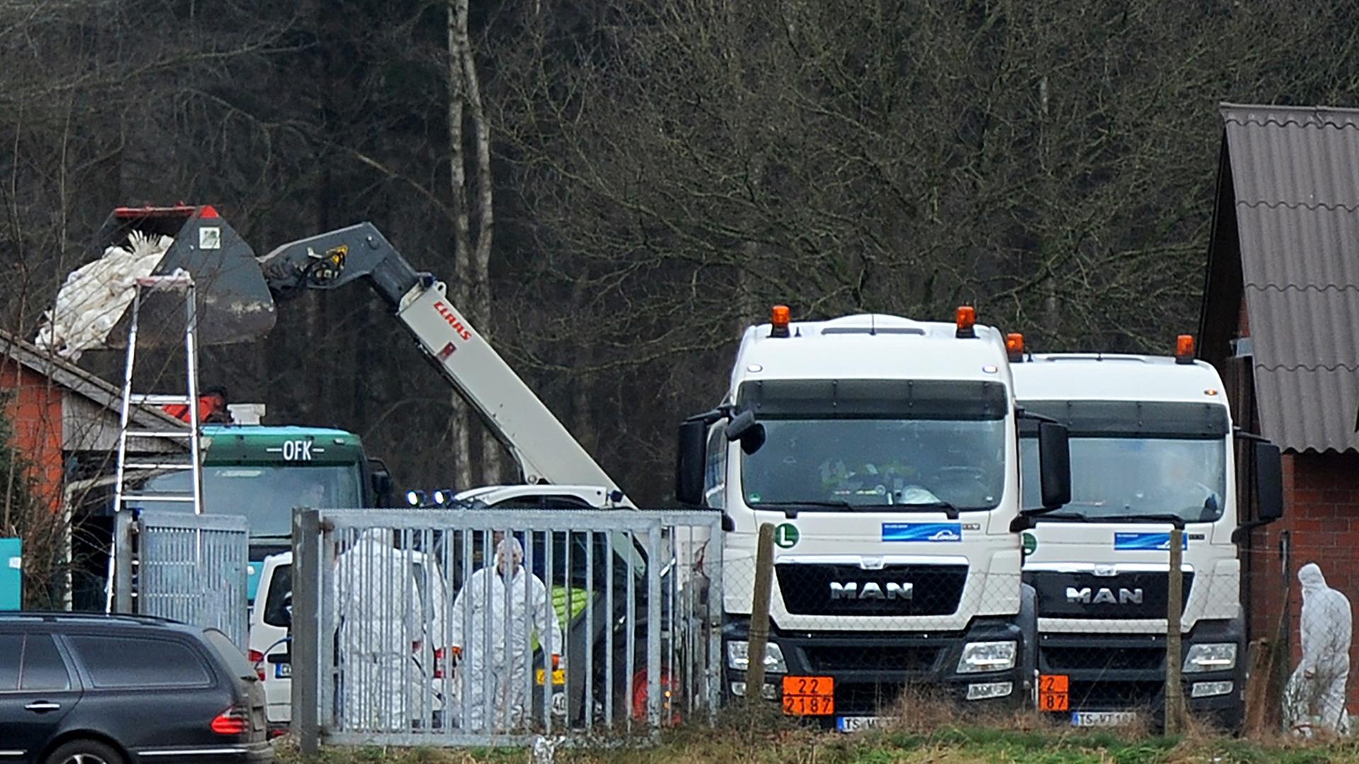 Männer in Schutzanzügen besorgen auf einem Geflügelhof bei Barßel (Niedersachsen) das Töten von rund 20.000 Puten. Im Hintergrund ist ein Schaufelradlader mit vergasten Puten zu sehen. Männer in Schutzanzügen besorgen auf einem Geflügelhof bei Barßel (Niedersachsen) das Töten von rund 20.000 Puten. Im Hintergrund ist ein Schaufelradlader mit vergasten Puten zu sehen.