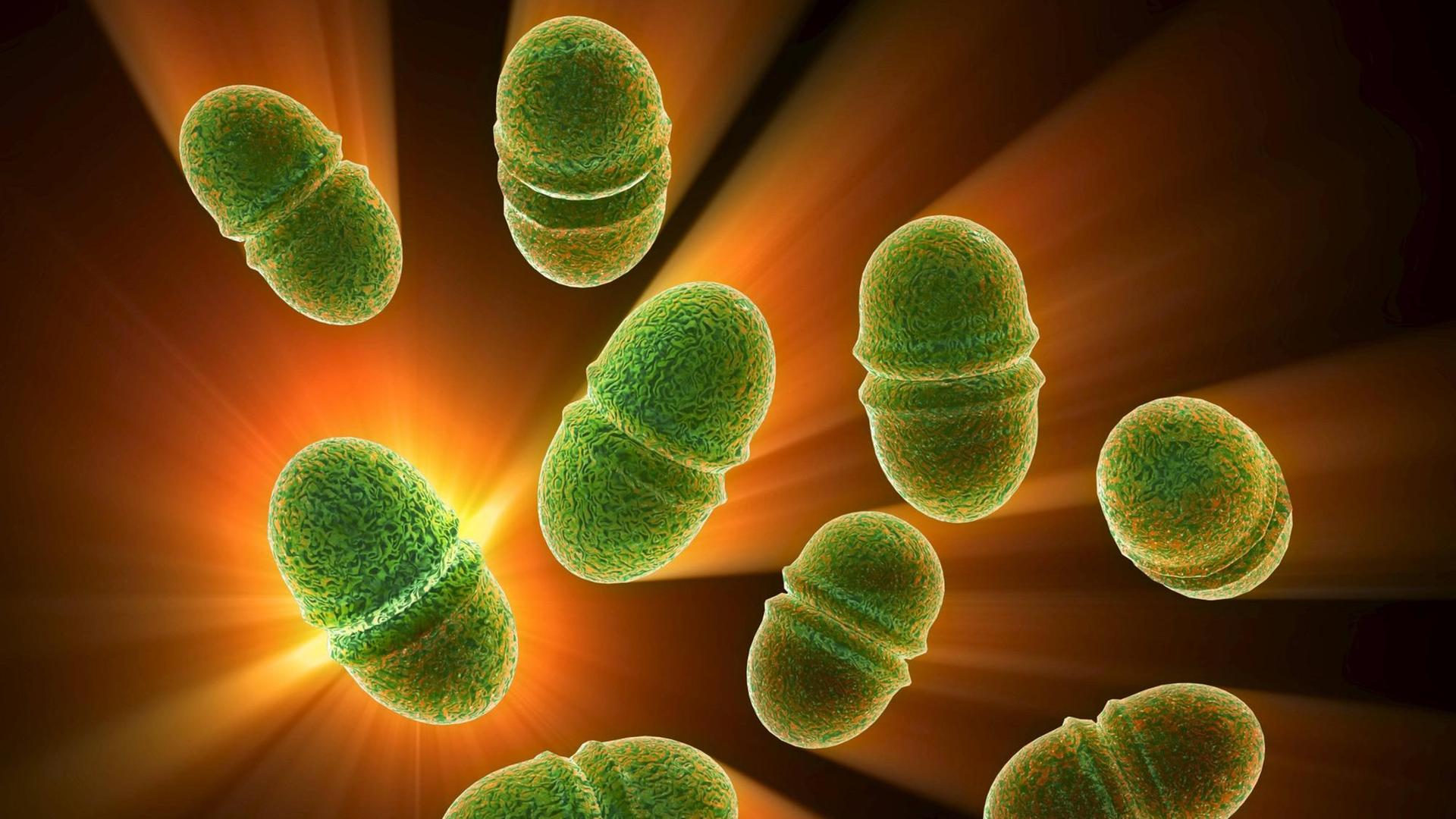 Bakterien der Art Enterococcus faecalis können freie Elektronen untereinander austauschen Bakterien der Art Enterococcus faecalis können freie Elektronen untereinander austauschen