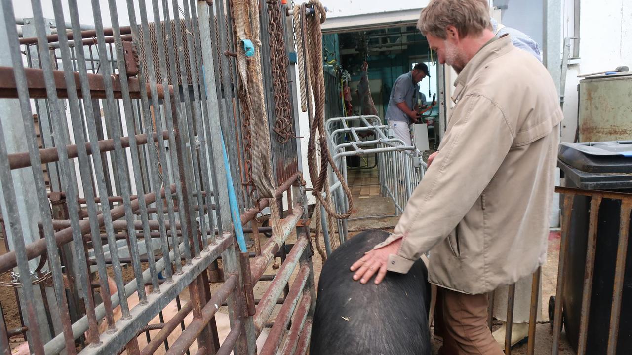 Gerald von Hackewitz streichelt ein Schwein auf dem Weg zur Schlachtung. Gerald von Hackewitz streichelt ein Schwein auf dem Weg zur Schlachtung.