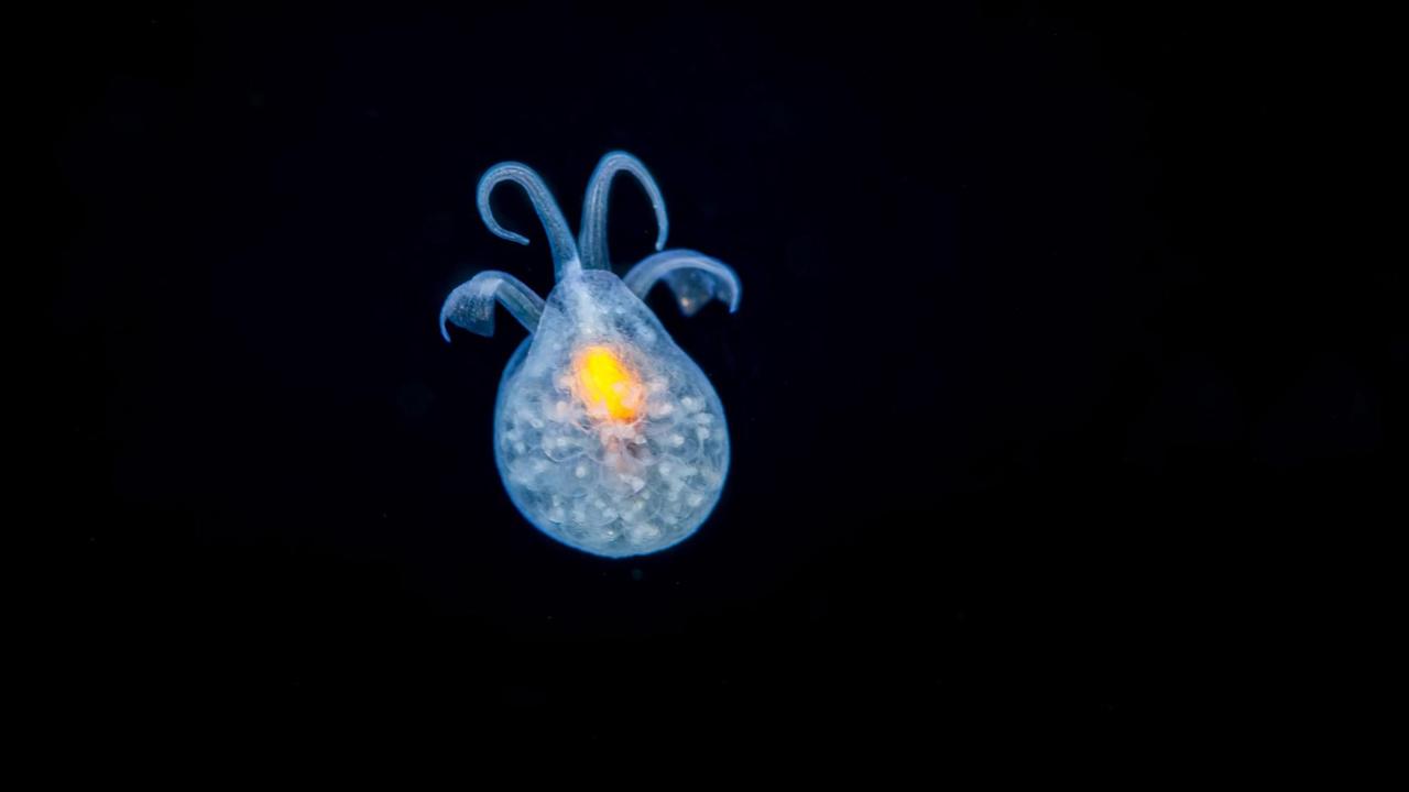Eine Tiefseequalle im Ozean. Ein bläulich schimmernde Qualle bewegt sich durchs Wasser. Eine Tiefseequalle im Ozean. Ein bläulich schimmernde Qualle bewegt sich durchs Wasser.