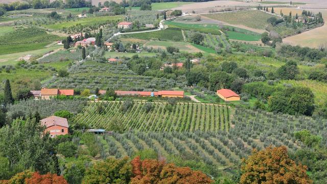 Weinberge in der Nähe von Montalcino in der Toskana, Italien.