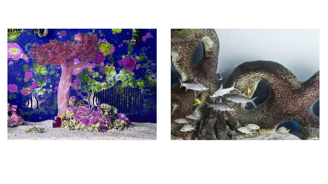 Bilder von Aquarien aus dem Buch von Tania Willen, David Willen, Jörg Scheller, "Appetite for the Magnificent", Edition Patrick Frey, 2017