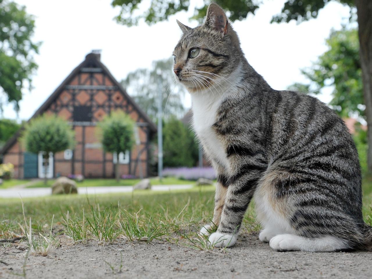 Eine Katze sitzt  in Jameln im Wendland auf dem zentralen Platz in dem historischen Rundlingsdorf.