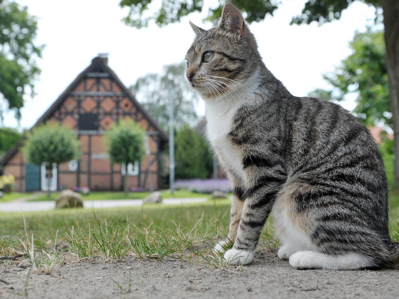 Eine Katze sitzt in Jameln im Wendland auf dem zentralen Platz in dem historischen Rundlingsdorf. Eine Katze sitzt in Jameln im Wendland auf dem zentralen Platz in dem historischen Rundlingsdorf.