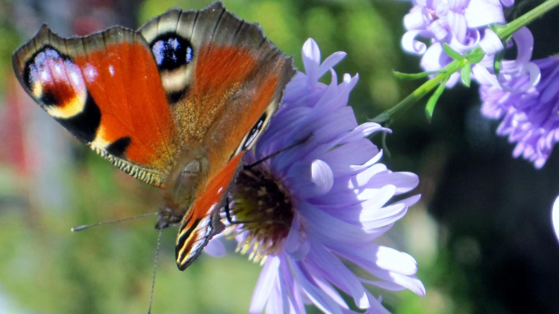 Ein Tagpfauenauge auf einer Blüte Ein Tagpfauenauge auf einer Blüte