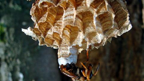 Eine Hornisse ist mehr als doppelt so groß wie eine Wespe.