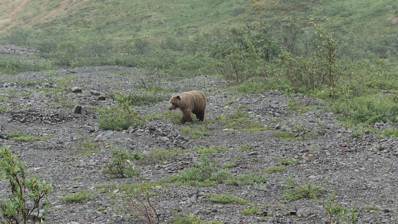 Auf der Fahrt durch den Park lässt sich die Tierwelt des Parks beobachten: Elche, Karibous, Moorschneehühner, Dall-Schafe und Schwarz- und Braunbären. Auf der Fahrt durch den Park lässt sich die Tierwelt des Parks beobachten: Elche, Karibous, Moorschneehühner, Dall-Schafe und Schwarz- und Braunbären.