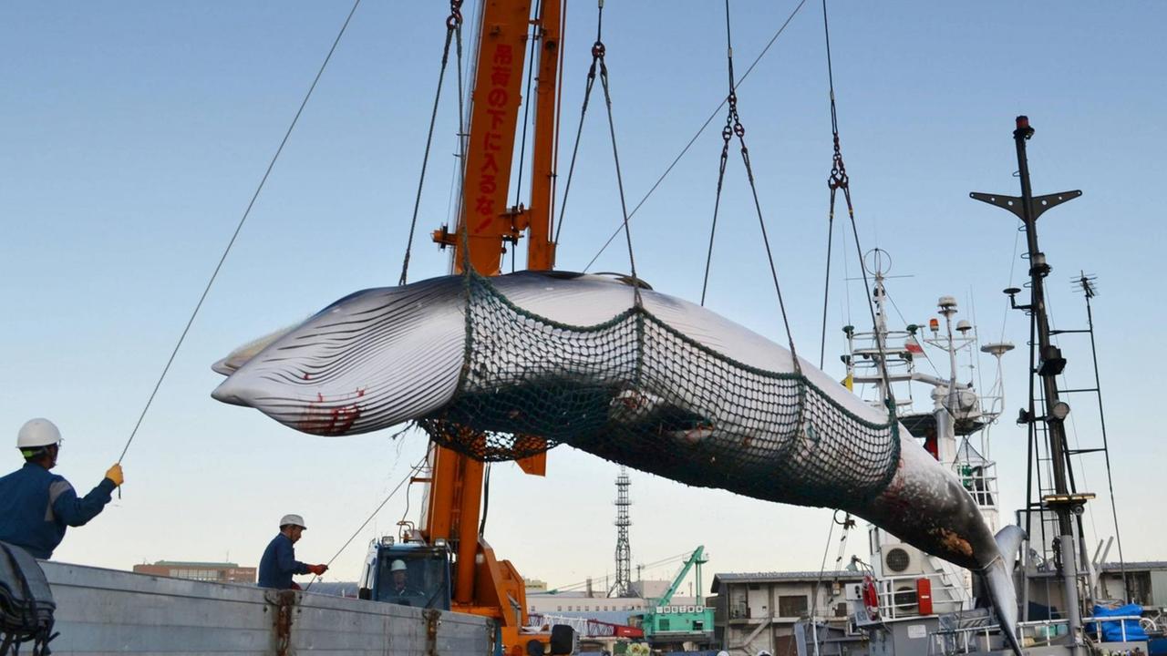 Ein Zwergwal in einem Netz wird von einem Walfänger im Hafen von Kushiro auf der japanischen Insel Hokkaido abgeladen.
