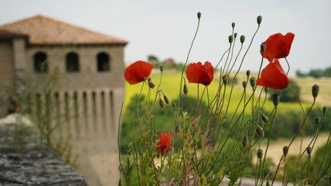 Mohnblüten mit einem italienischen Haus im Hintergrund