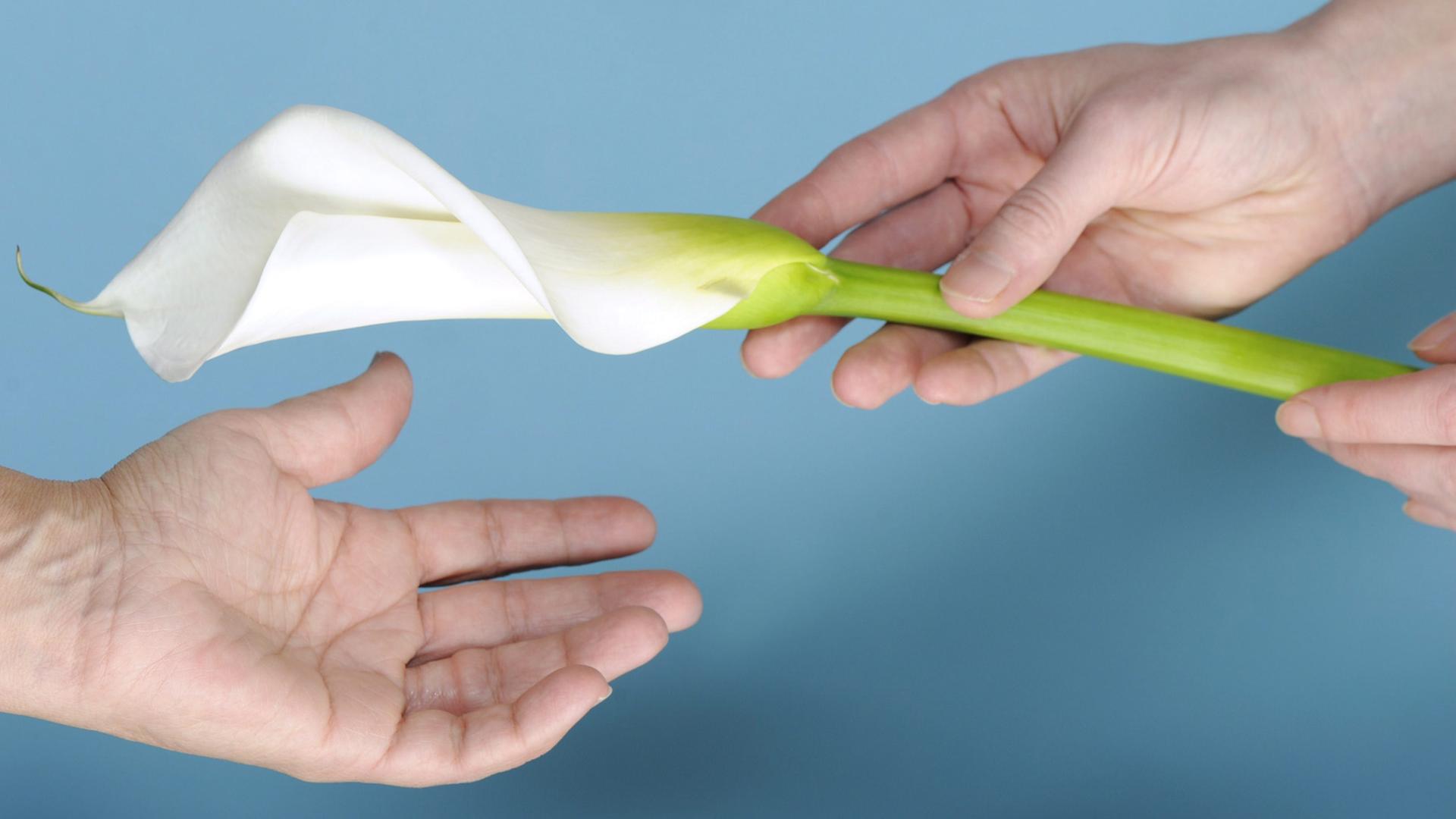 Eine weiße Blume als Symbol der Trauer Eine weiße Blume als Symbol der Trauer