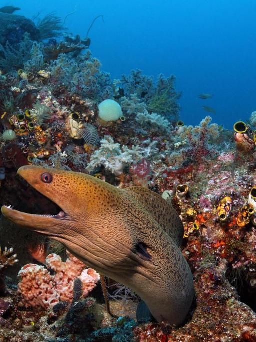 Eine Riesenmuräne (Gymnothorax javanicus) schaut mit Drohgebärde aus einem Korallenblock im Korallenriff