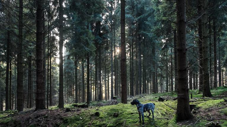 Ein Hund steht zwischen Bäumen im Wald. Ein Hund steht zwischen Bäumen im Wald.