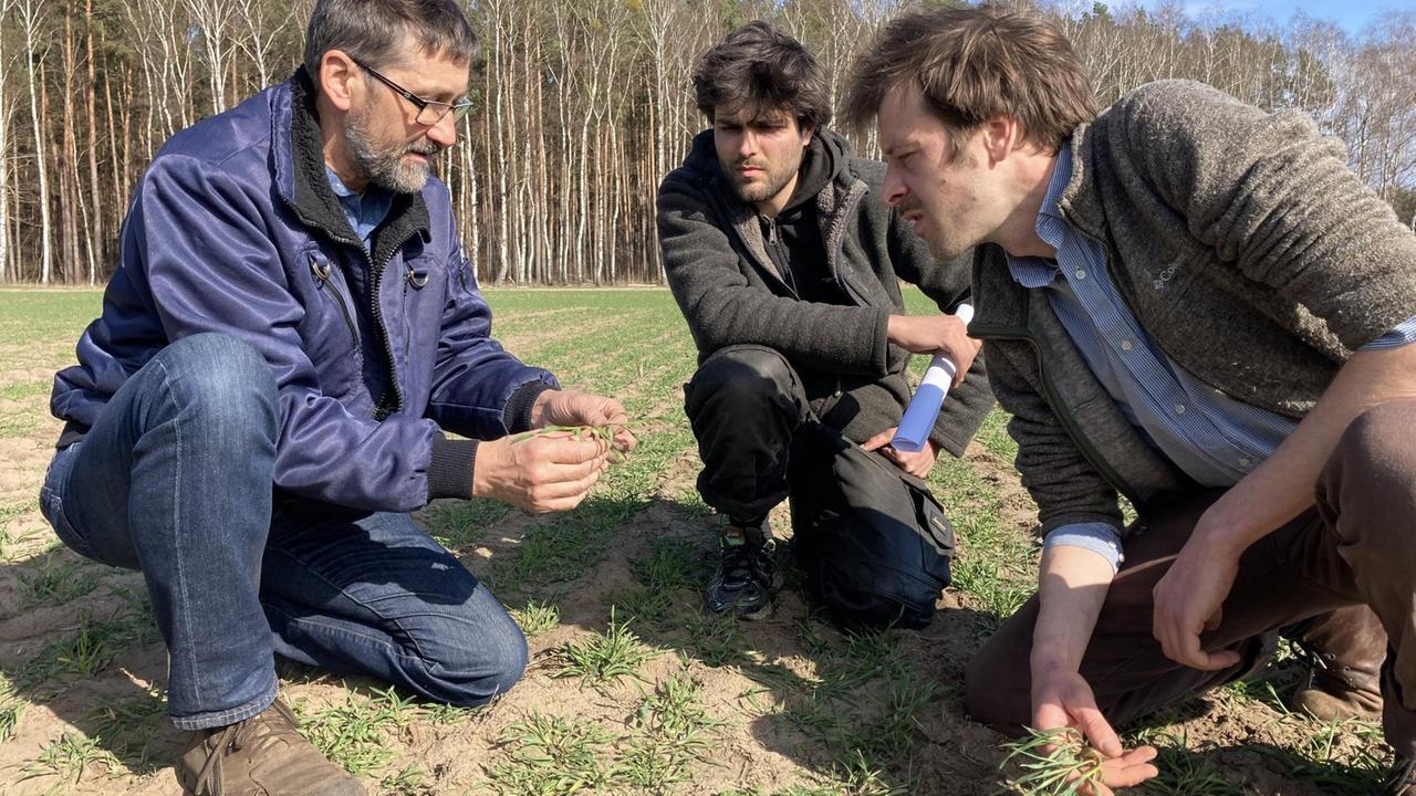 Der Landwirt Rainer Dickmann (links) von der Schorfheider Agrar GmbH mit Florian Augustin von Finizio und Ökograrmanager Jan-Ole Boness auf dem Versuchsacker. Der Landwirt Rainer Dickmann (links) von der Schorfheider Agrar GmbH mit Florian Augustin von Finizio und Ökograrmanager Jan-Ole Boness auf dem Versuchsacker.