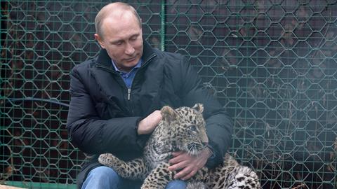 Wladimir Putin besucht eine Leoparden-Aufzucht