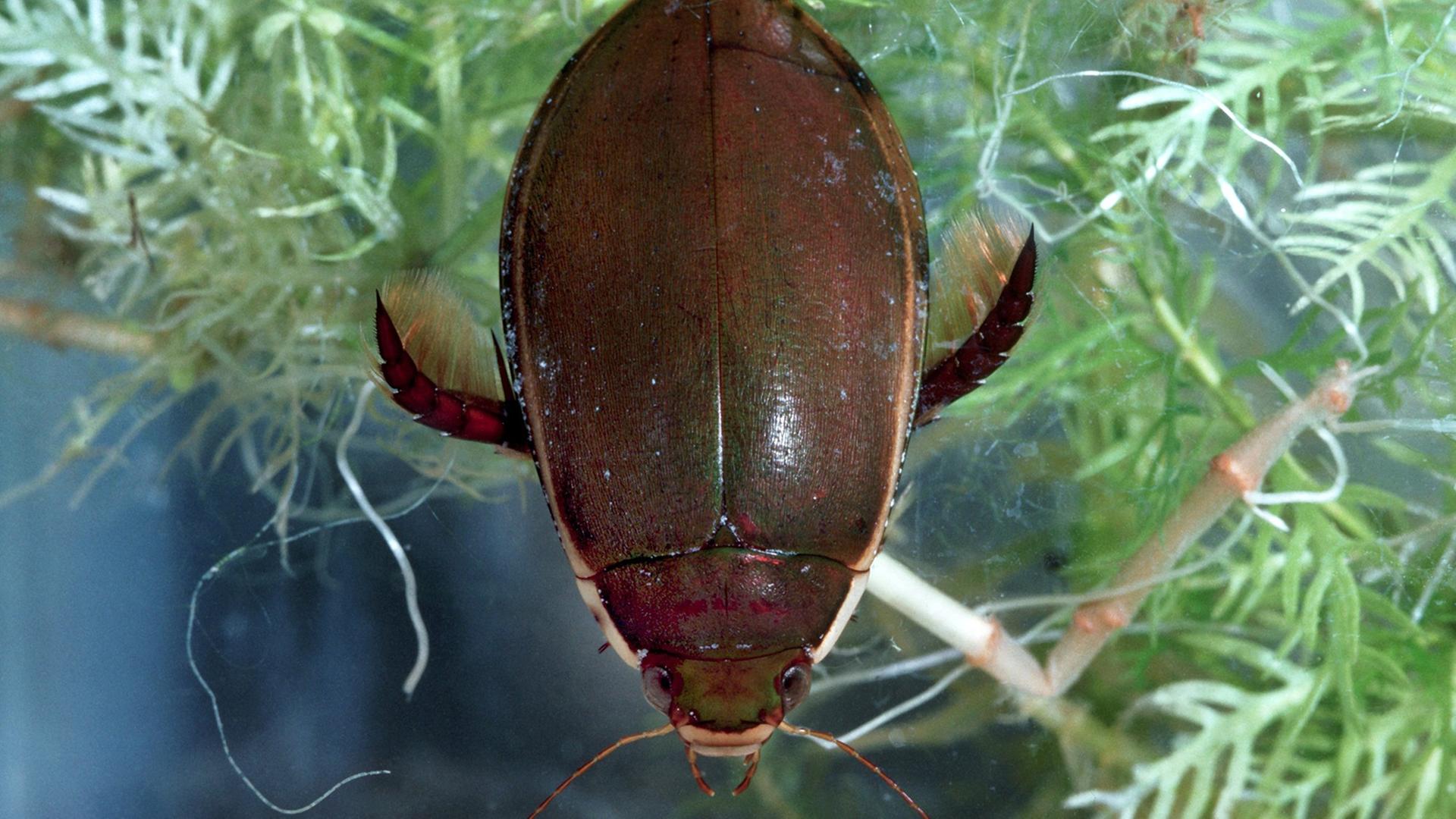 Unser Bild zeigt einen Vertreter der größten Schwimmkäfer der Pazifikinsel Neuguinea, einen "Gauckler" (Gattung Cybister). Undatierte Aufnahme. Unser Bild zeigt einen Vertreter der größten Schwimmkäfer der Pazifikinsel Neuguinea, einen "Gauckler" (Gattung Cybister). Undatierte Aufnahme.