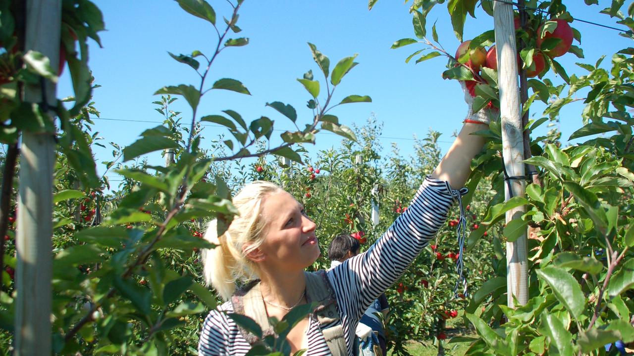 Apfelernte in Polen