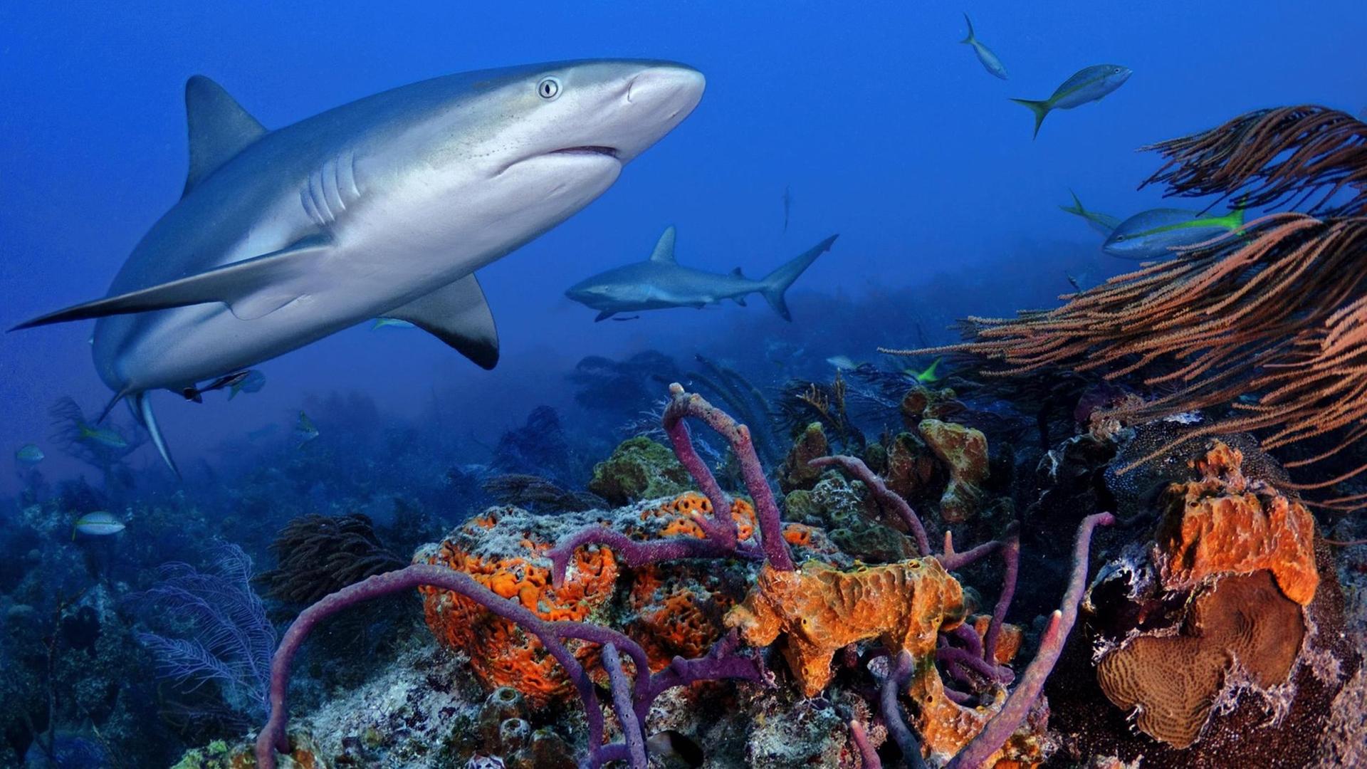 Ein Karibische Riffhai (Carcharhinus perezi) schwimmt über ein Korallenriff, Grand Bahama, Bahamas, Mittelamerika Ein Karibische Riffhai (Carcharhinus perezi) schwimmt über ein Korallenriff, Grand Bahama, Bahamas, Mittelamerika