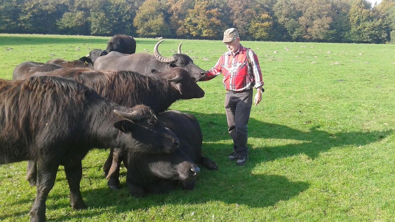 Ein Mann mit Mütze und kariertem Hemd streicht über den Kopf eines Wasserbüffels. Ein Mann mit Mütze und kariertem Hemd streicht über den Kopf eines Wasserbüffels.