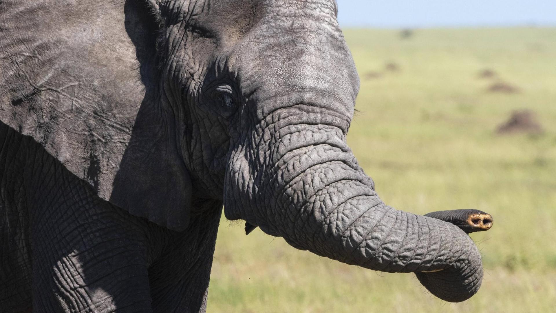 Ein Elefant ohne Stoßzähne