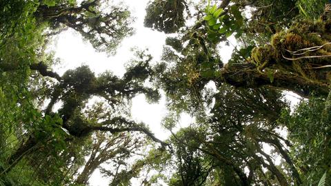 Ein Regenwald in Costa Rica