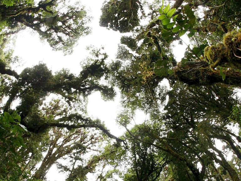 Ein Regenwald in Costa Rica