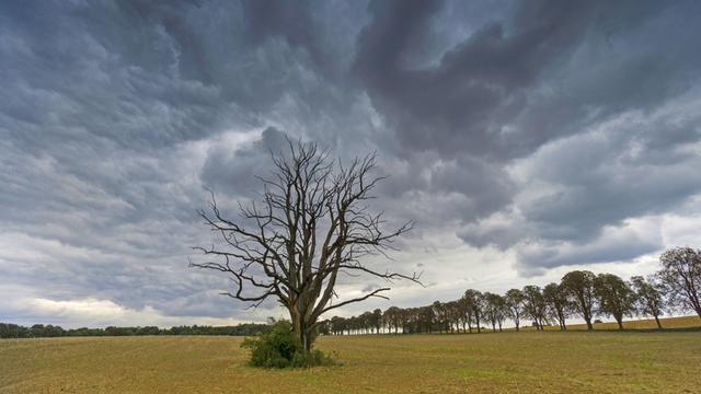 Ein abgestorbener Baum in einem Feld in Brandenburg