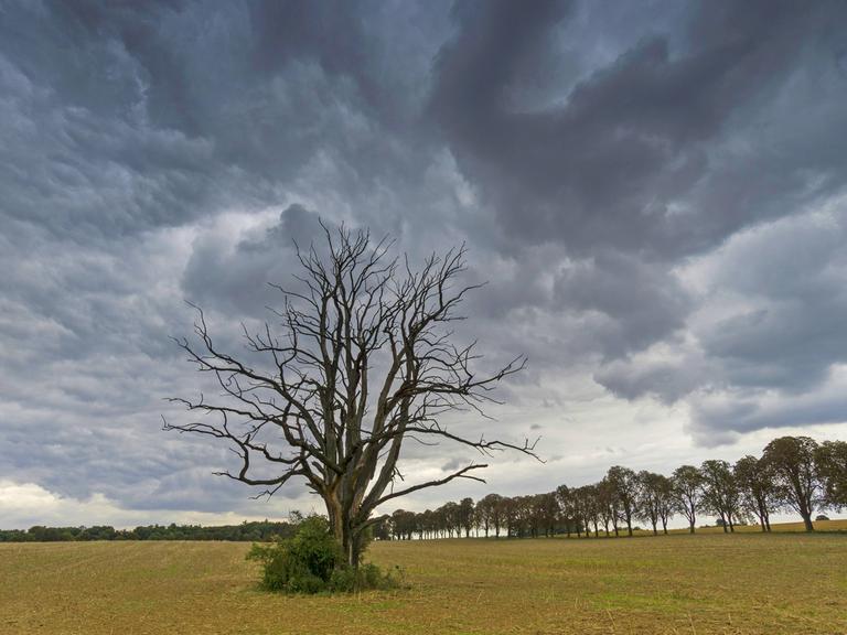 Ein abgestorbener Baum in einem Feld in Brandenburg