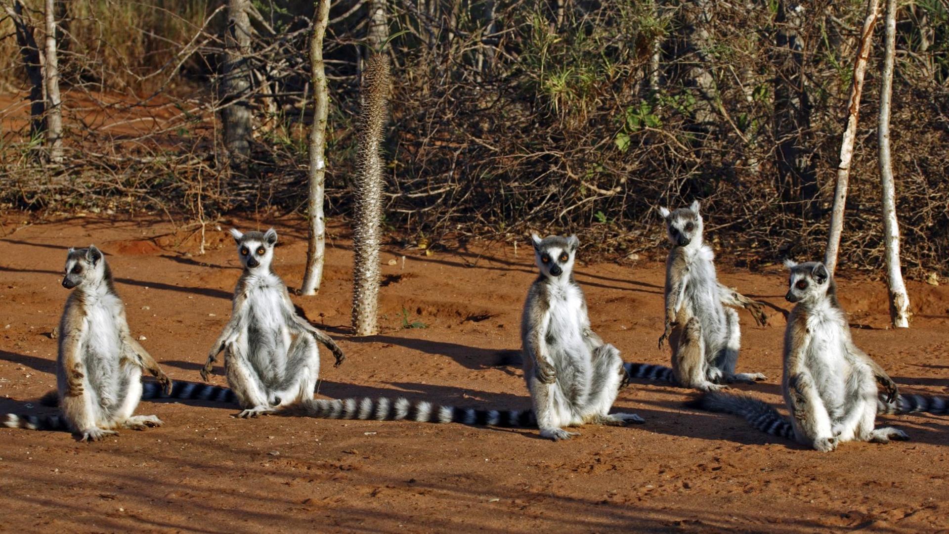 Bildnummer: 52719191 Datum: 10.07.2007 Copyright: imago/imagebroker Kattas (Lemur catta) im Berenty Game Reserve auf Madagaskar, Tiere; 2007, Madagaskar, Katta; , quer, Kbdia, Gruppenbild, , Natur, Afrika; Aufnahmedatum geschätzt Bildnummer 52719191 Date 10 07 2007 Copyright Imago imagebroker Kattas Lemur catta in Game Reserve on Madagascar Animals 2007 Madagascar Katta horizontal Kbdia Group photo Nature Africa date estimated Bildnummer: 52719191 Datum: 10.07.2007 Copyright: imago/imagebroker Kattas (Lemur catta) im Berenty Game Reserve auf Madagaskar, Tiere; 2007, Madagaskar, Katta; , quer, Kbdia, Gruppenbild, , Natur, Afrika; Aufnahmedatum geschätzt Bildnummer 52719191 Date 10 07 2007 Copyright Imago imagebroker Kattas Lemur catta in Game Reserve on Madagascar Animals 2007 Madagascar Katta horizontal Kbdia Group photo Nature Africa date estimated