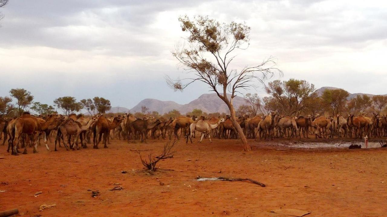 Wilde Kamele terrorisieren australisches Dorf im Northern Territory im November 2009