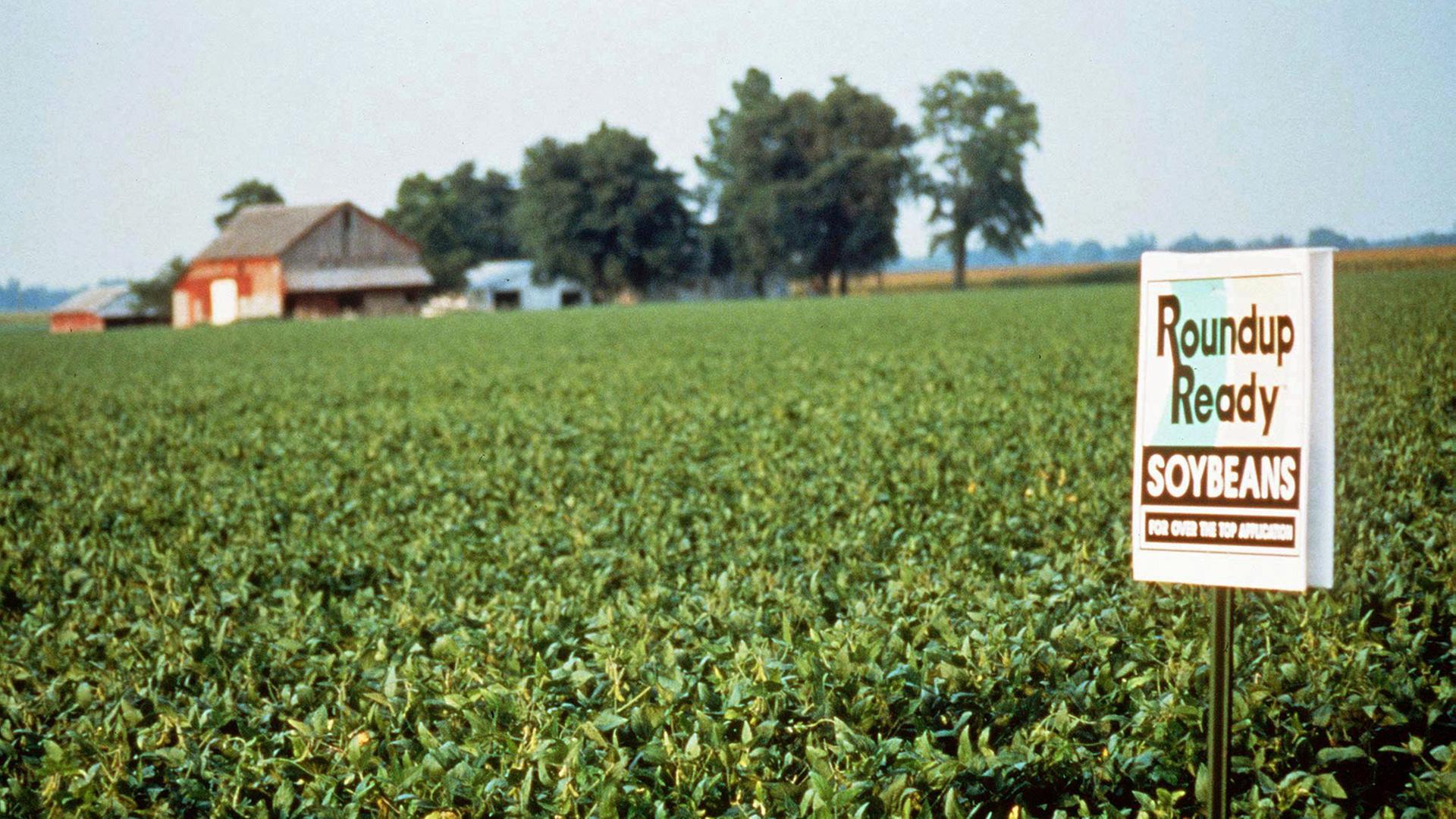 Blick auf ein Feld mit gentechnisch manipulierten Sojabohnen in den USA; undatiertes Foto Blick auf ein Feld mit gentechnisch manipulierten Sojabohnen in den USA; undatiertes Foto