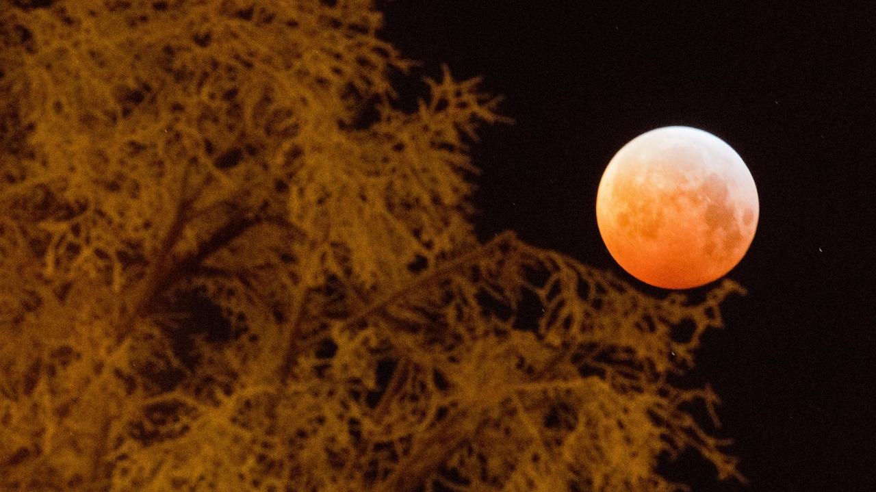 21.01.2019, Niedersachsen, Laatzen: Verdunkelt zeigt sich der Vollmond als sogenannter «Blutmond» und erscheint dabei rötlich - fotografiert mit einem von Raureif überzogenen Baum. Mond, Sonne und Erde stehen bei einer Mondfinsternis genau in einer Linie. Foto: Julian Stratenschulte/dpa | Verwendung weltweit 21.01.2019, Niedersachsen, Laatzen: Verdunkelt zeigt sich der Vollmond als sogenannter «Blutmond» und erscheint dabei rötlich - fotografiert mit einem von Raureif überzogenen Baum. Mond, Sonne und Erde stehen bei einer Mondfinsternis genau in einer Linie. Foto: Julian Stratenschulte/dpa | Verwendung weltweit