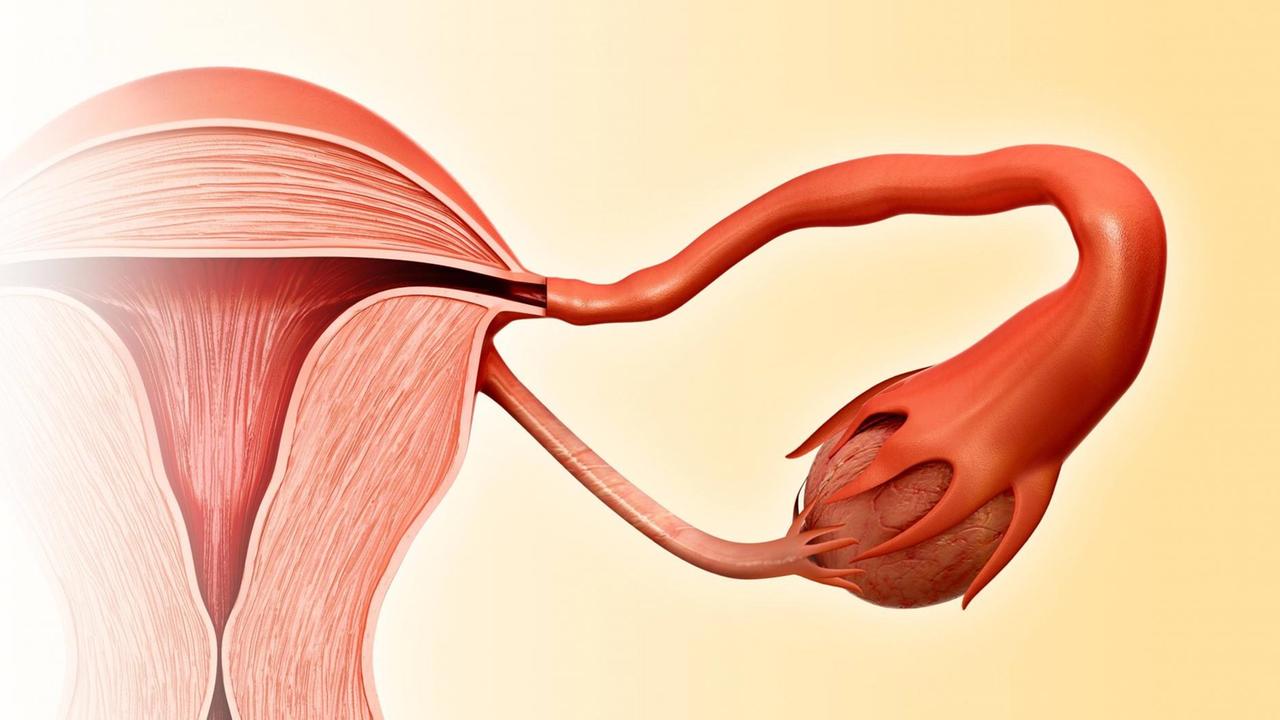 Wissenschaftliche Illustration einer Gebärmutter. Wissenschaftliche Illustration einer Gebärmutter.