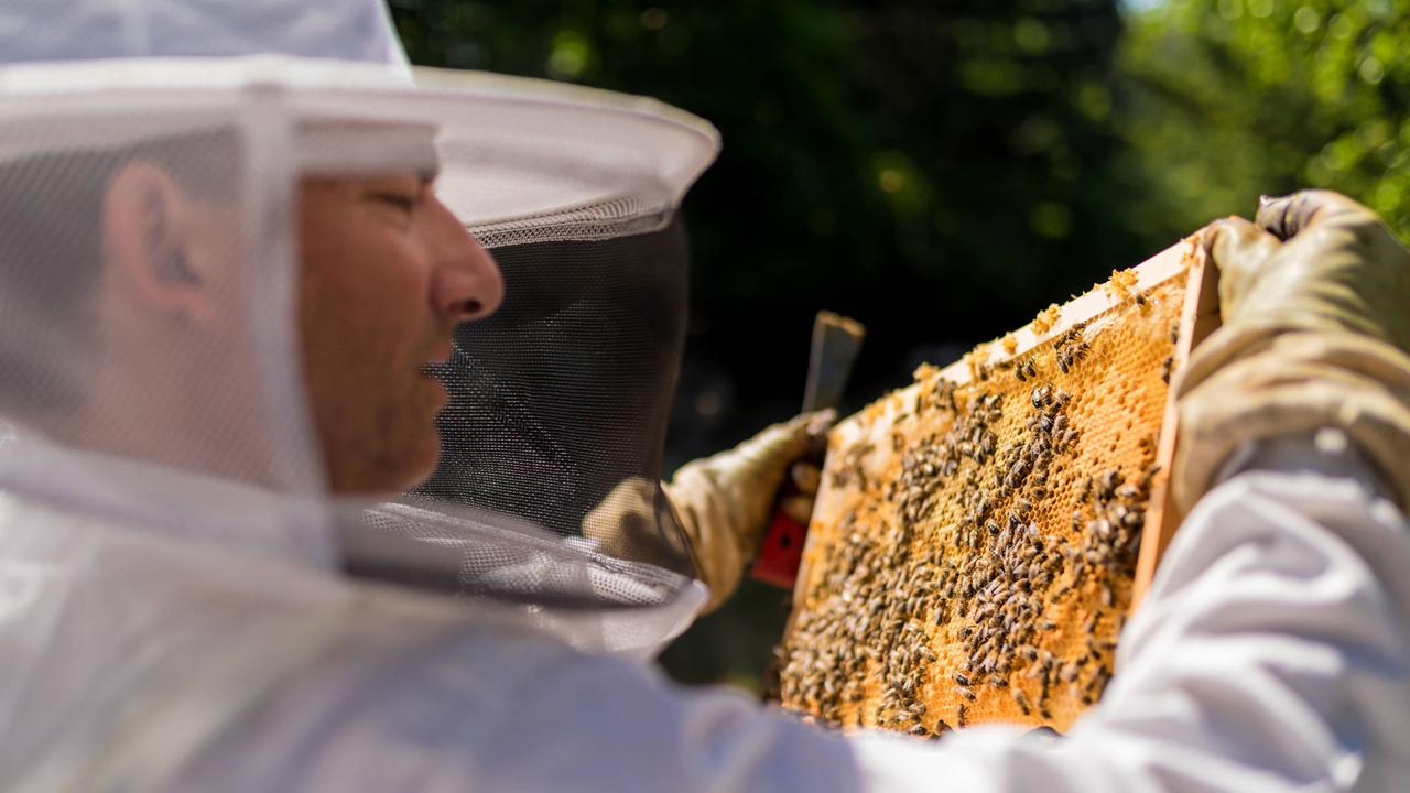 Ein Imker mit Schutzkleidung betrachtet eine Bienenwabe.