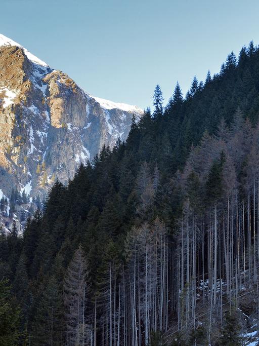 Illegal gerodeter Wald in Rumänien.