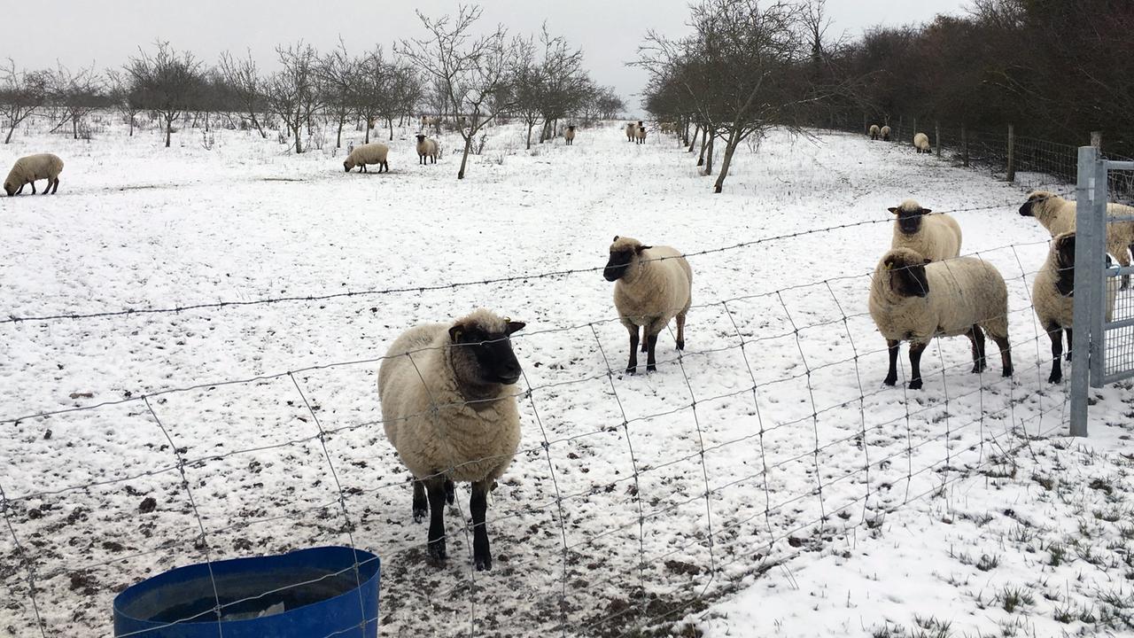 Ein Teil der Shropshire-Herde von Schafzüchter Benoît Gille auf seiner Apfelplantage bei Dombrot-le-Sec nahe Vittel. Die Flächen gehören zum Wasserschutzgebiet der Quellen in Vittel und sind im Besitz von Nestlé.