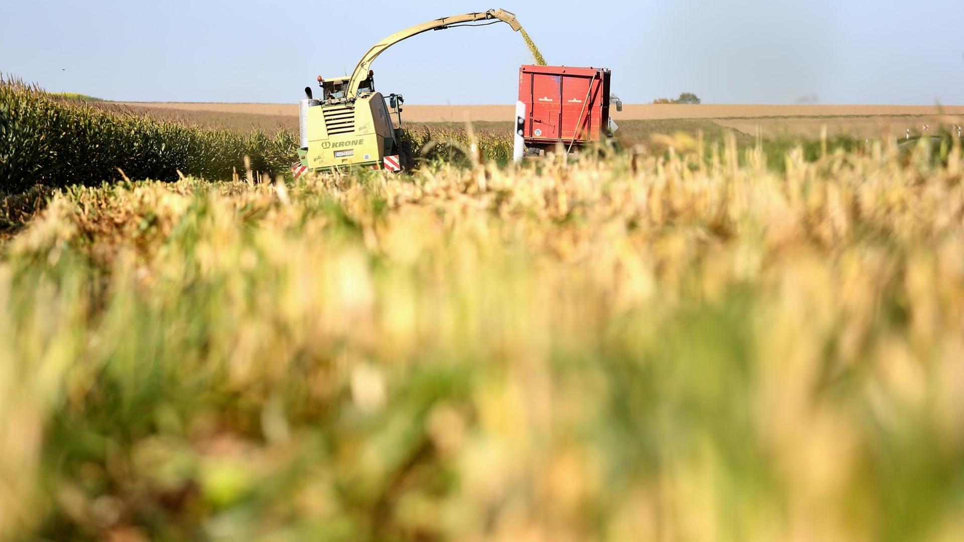 Zu sehen ist ein Maishäcksler und ein Traktor, die am 1.10.2015 ein Maisfeld bei Jettkofen in Baden-Württemberg abernten. Zu sehen ist ein Maishäcksler und ein Traktor, die am 1.10.2015 ein Maisfeld bei Jettkofen in Baden-Württemberg abernten.