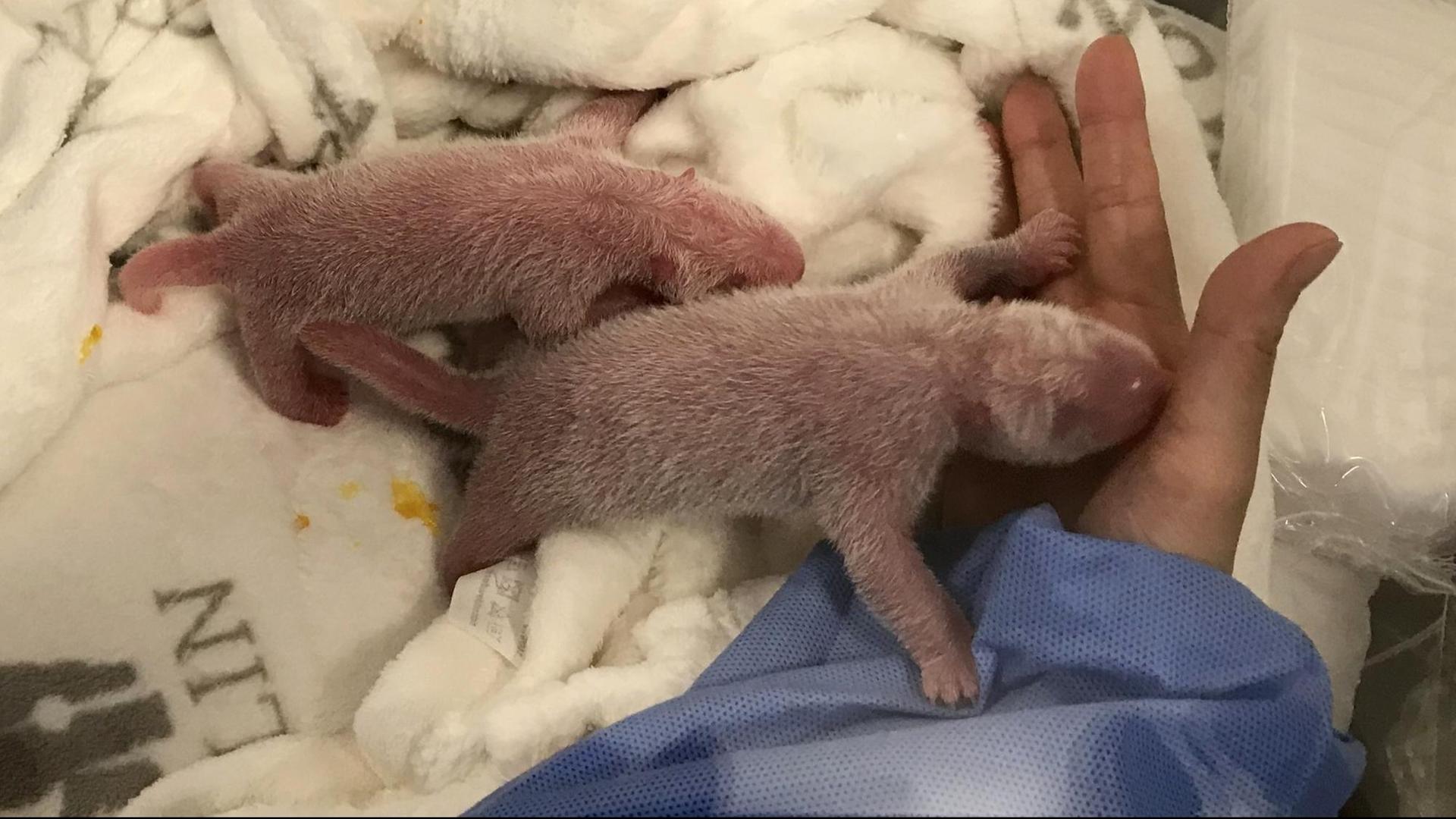 Die beiden Panda-Jungen krabbeln auf einem Handtuch, sie sind rosafarben und haben zartes weißes Fell. Einer von ihnen krabbelt auf die Hand einer Zoomitarbeiterin. Die beiden Panda-Jungen krabbeln auf einem Handtuch, sie sind rosafarben und haben zartes weißes Fell. Einer von ihnen krabbelt auf die Hand einer Zoomitarbeiterin.