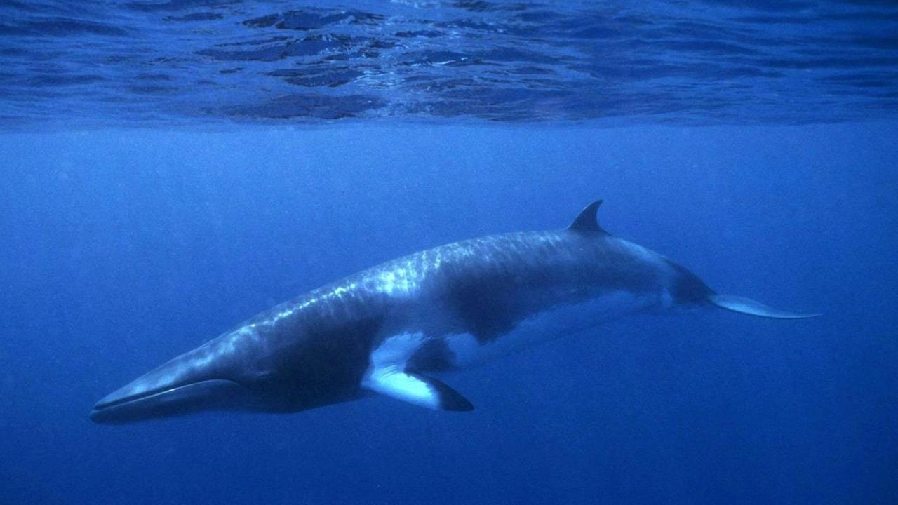 Ein Zwergwal gleitet durch das blaue Wasser des Meeres. Ein Zwergwal gleitet durch das blaue Wasser des Meeres.