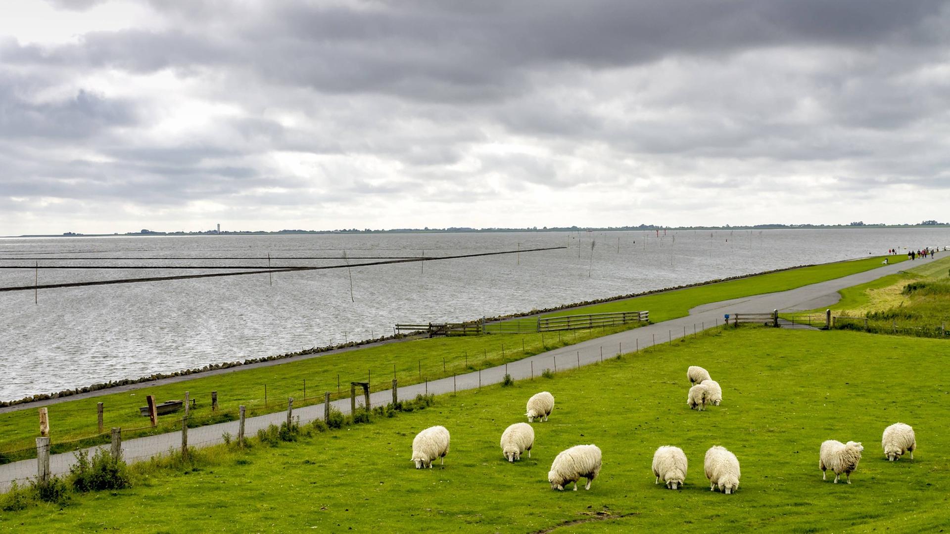 Schafe auf einem Deich bei Husum. Schafe auf einem Deich bei Husum.