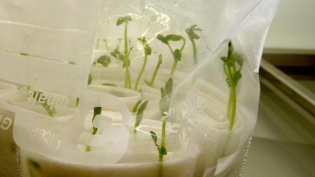 Eine Samenprobe bei der Keimprüfung. Das Bild wurde am 5.9.2012 in der Samenbank des Leibniz-Instituts für Pflanzengenetik und Kulturforschung (IPK) in Gatersleben / Sachsen-Anhalt aufgenommen