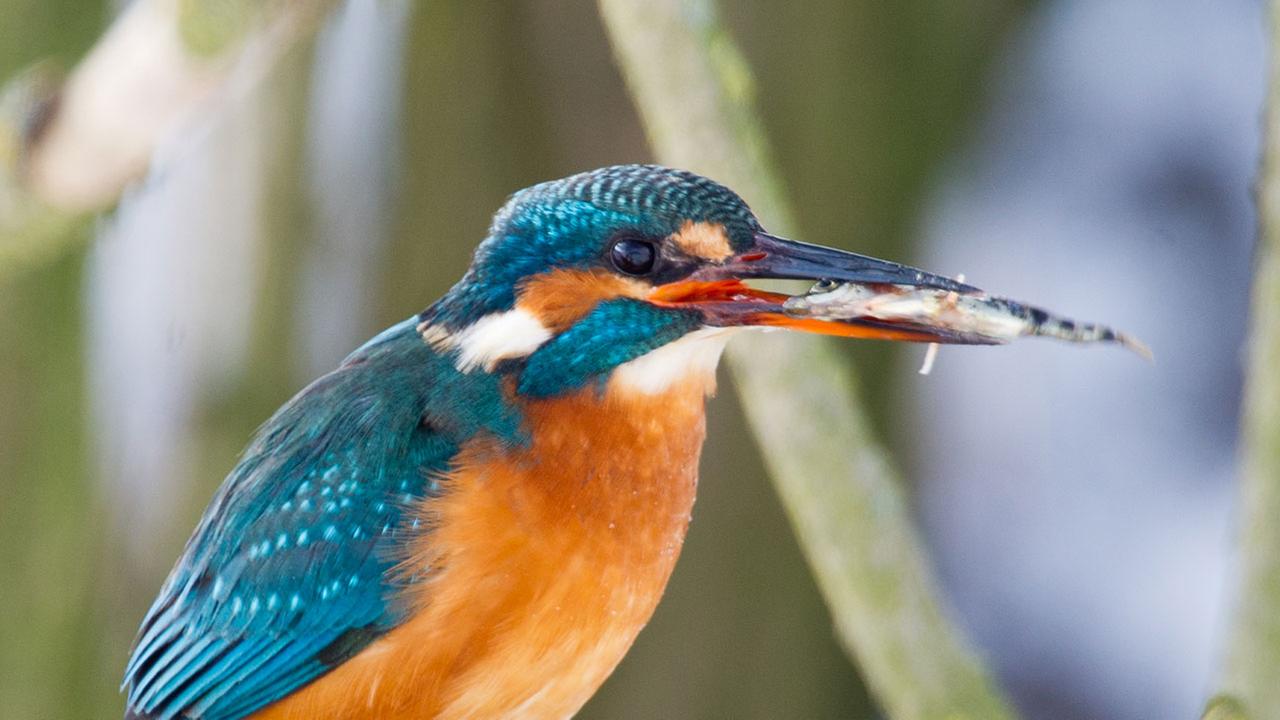 Ein Eisvogel sitzt mit einem kleinen Stichling im Schnabel am 25.01.2013 auf einem Ast über einem Wassergraben im Oderbruch nahe Mallnow (Brandenburg). Ein Eisvogel sitzt mit einem kleinen Stichling im Schnabel am 25.01.2013 auf einem Ast über einem Wassergraben im Oderbruch nahe Mallnow (Brandenburg).