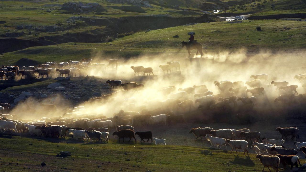 Kasachische Nomade treiben ihre Herden durch Xinjiang-Region.