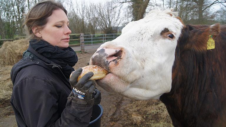 Anna Butz füttert eine Kuh. Anna Butz füttert eine Kuh.