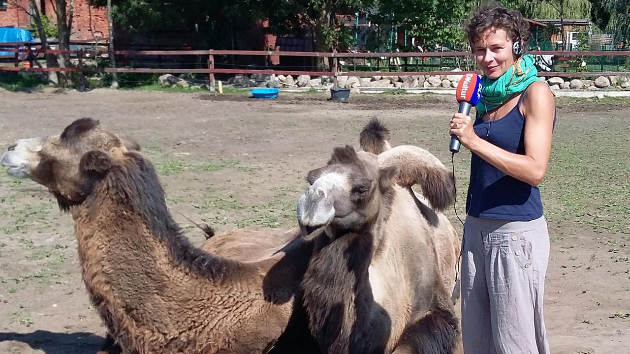 Hier versucht Ryke gerade ein Kamel zu interviewen. Hier versucht Ryke gerade ein Kamel zu interviewen.