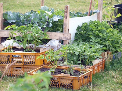 Guerilla Gardening in Berlin Guerilla Gardening in Berlin