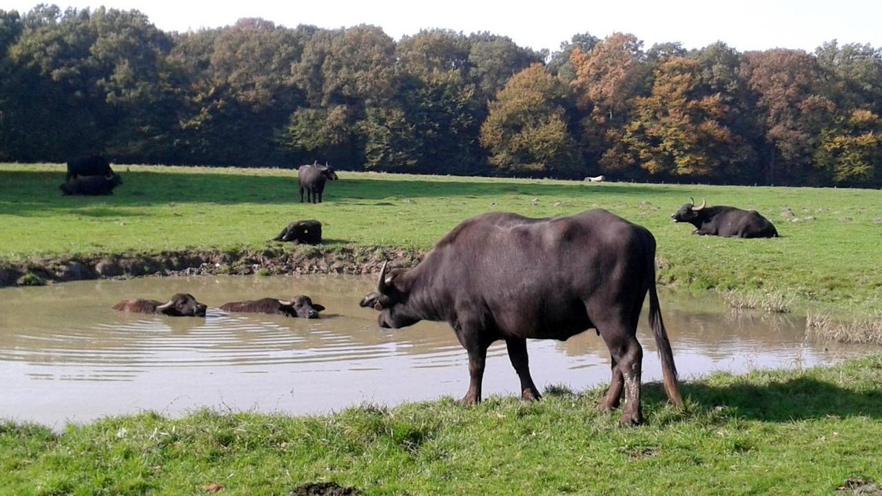 Zwei Wasserbüffel stehen bis zum Hals im Wasser eines Teichs, während fünf weitere Büffel auf der Wiese stehen oder liegen. Zwei Wasserbüffel stehen bis zum Hals im Wasser eines Teichs, während fünf weitere Büffel auf der Wiese stehen oder liegen.