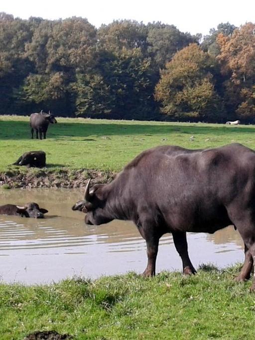 Wasserbüffel in Deutschland - Exotische Heimkehrer
