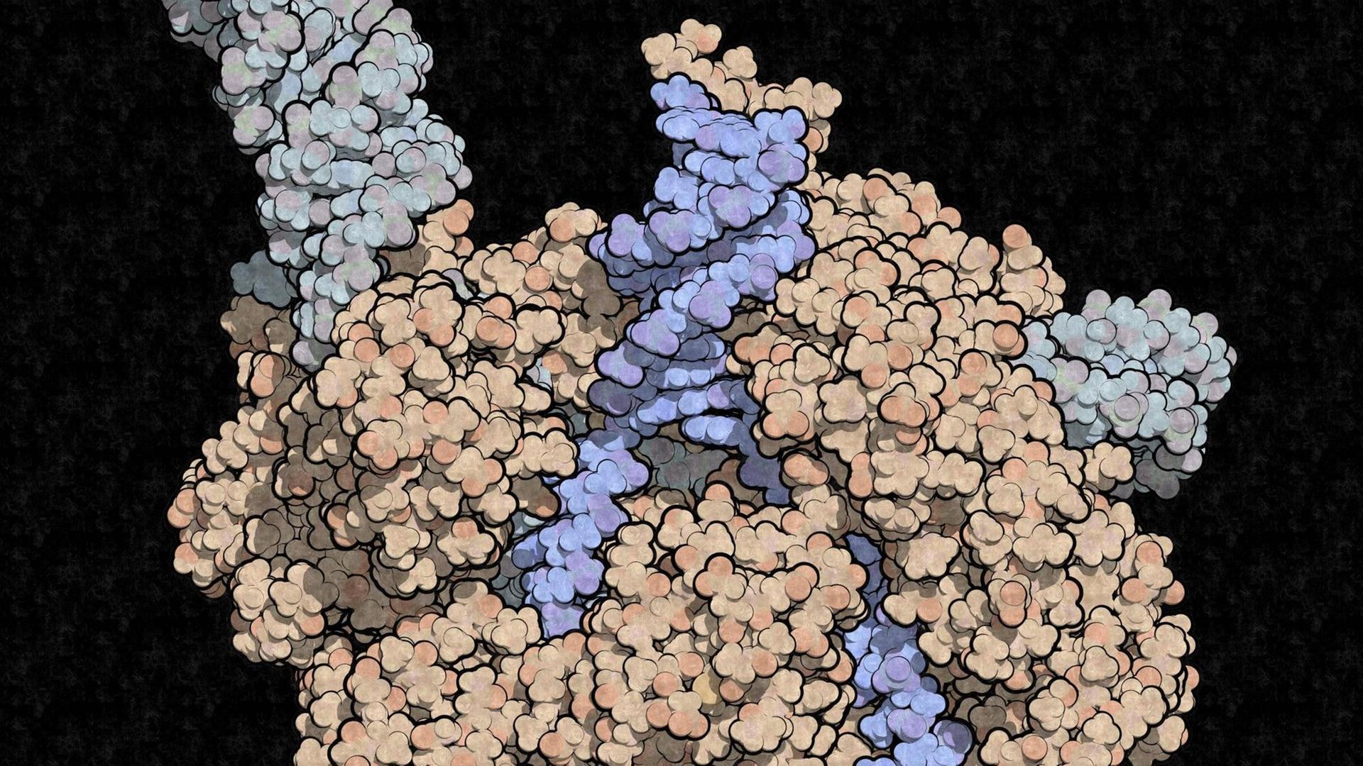 CRISPR CAS9 beim Bearbeiten von DNA