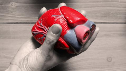 Ein Herz-Modell aus Plastik in einer Hand